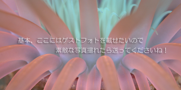 ゲストフォト