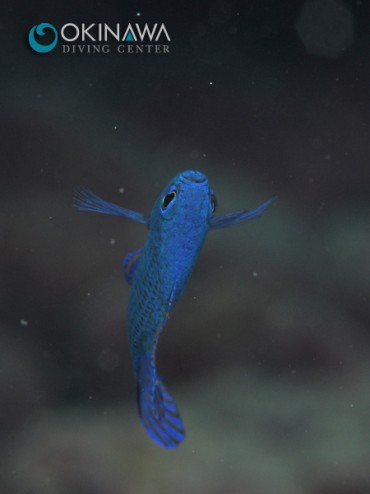 20120225-tubametanabatauo