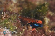 クロマスク