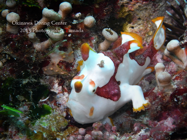 クマドリカエルアンコウ