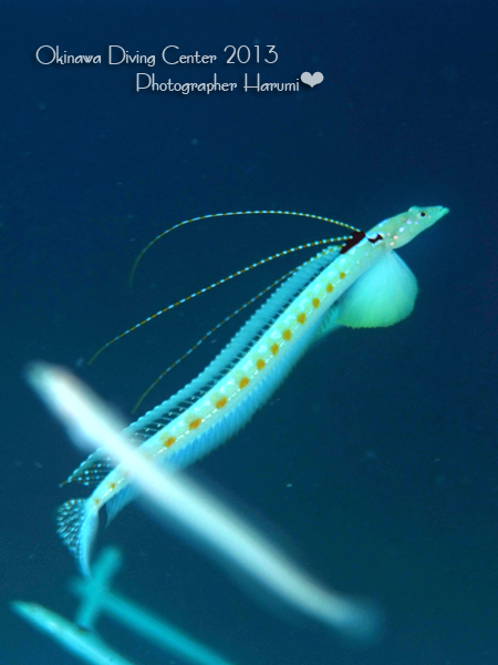 リュウグウベラギンポ