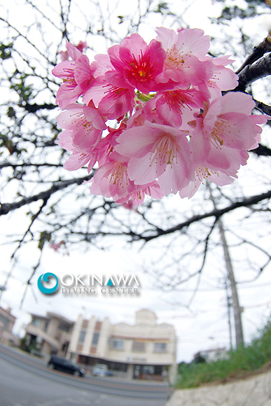 緋寒桜 沖縄