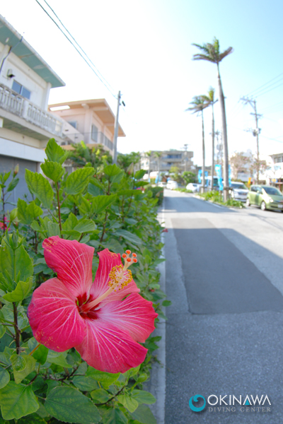 沖縄本島 ダイビング