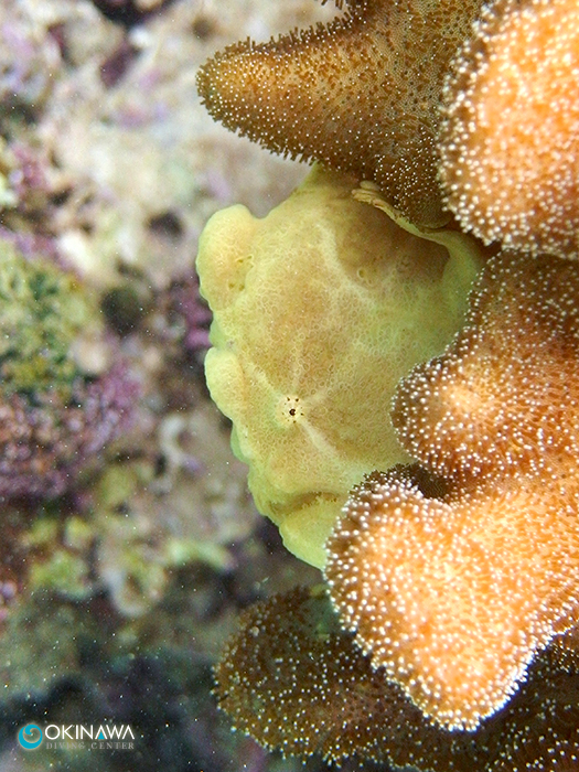オオモンカエルアンコウ