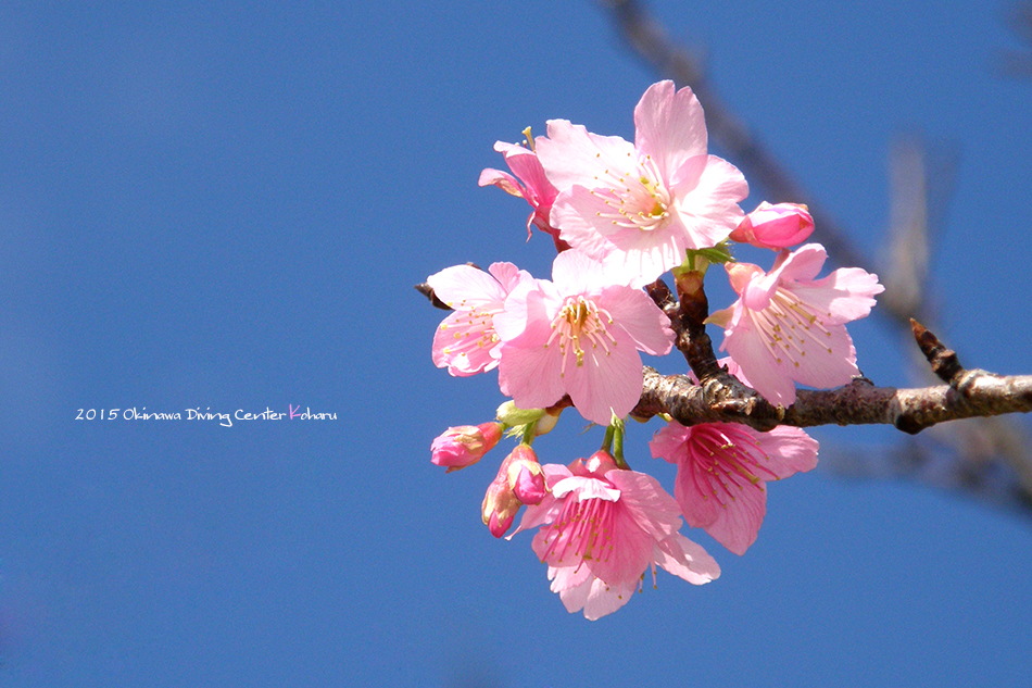 寒緋桜