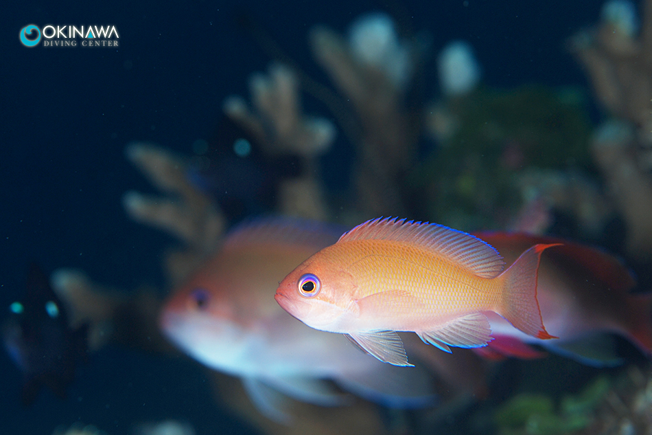 ケラマハナダイ ♀