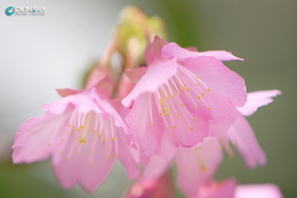 緋寒桜