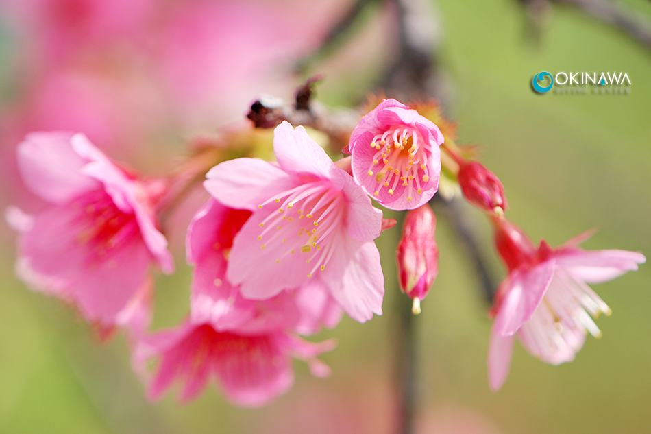 寒緋桜