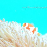 カクレクマノミ