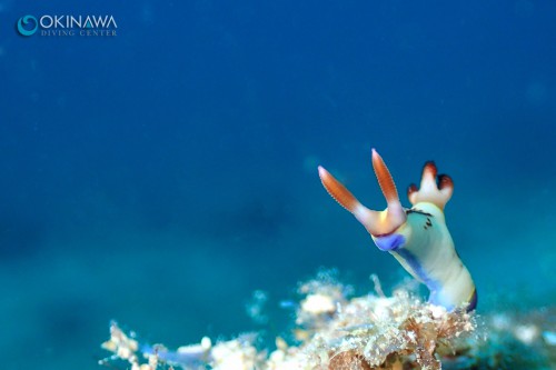 セトリュウグウウミウシ