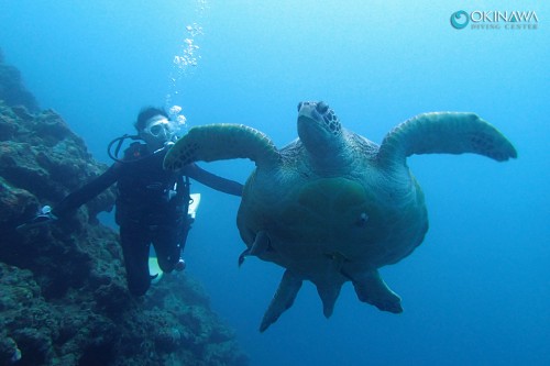アカウミガメ