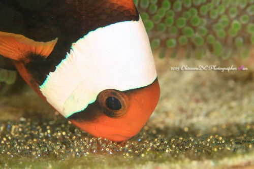 トウアカクマノミ