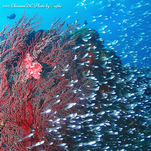 ハダカハオコゼ