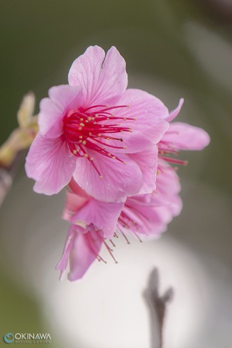 寒緋桜