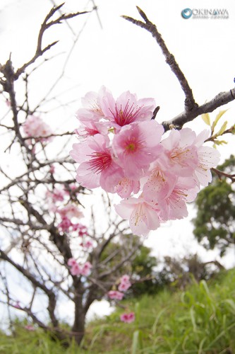 寒紕桜