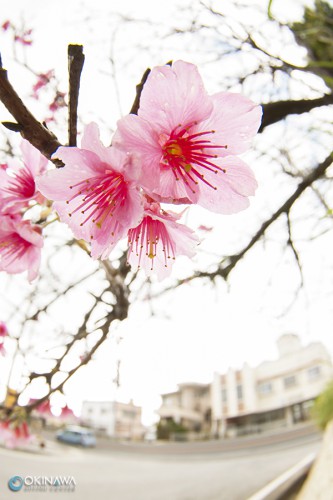 寒紕桜