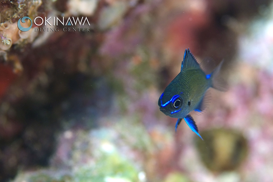 アマミスズメダイ 幼魚