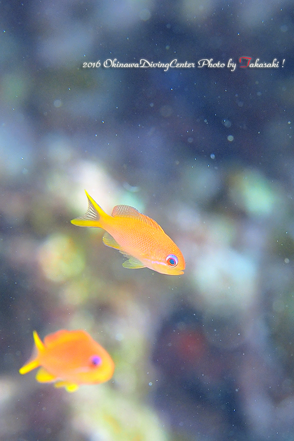キンギョハナダイ