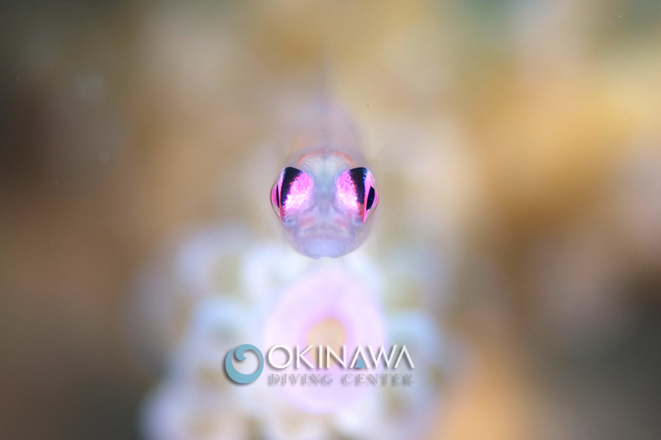 アカメハゼ