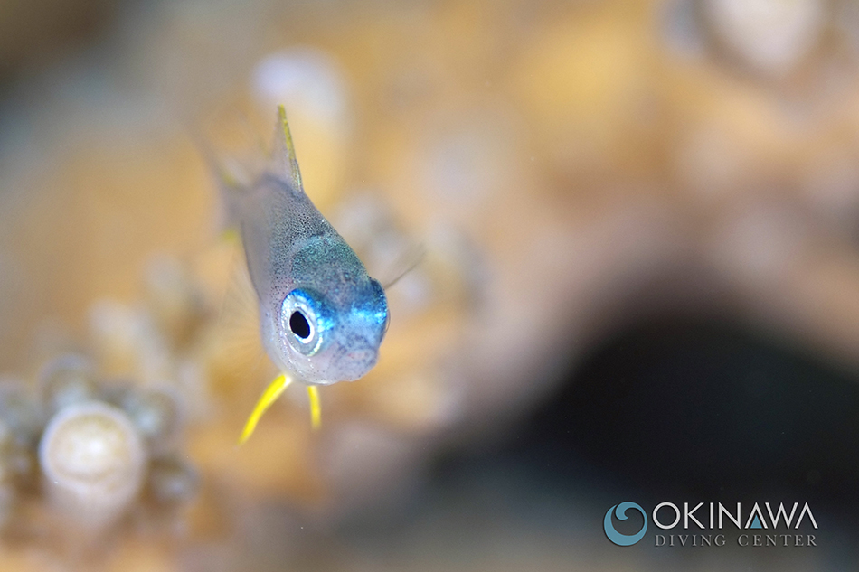 ナミスズメダイ幼魚