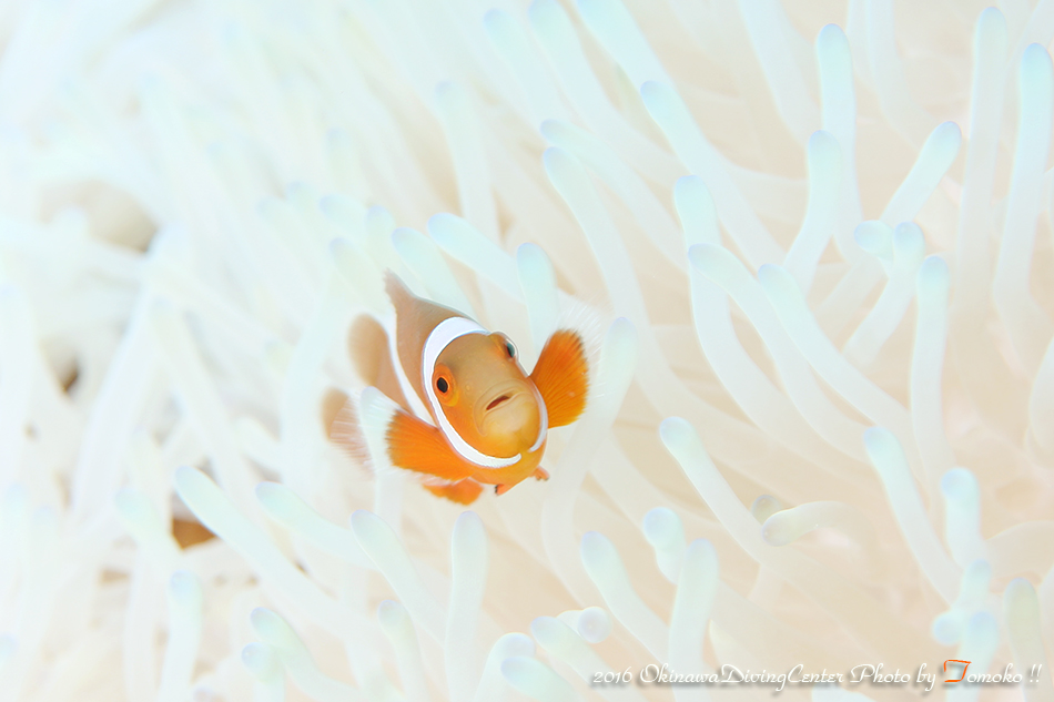 カクレクマノミ