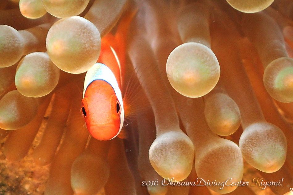 ハマクマノミ幼魚